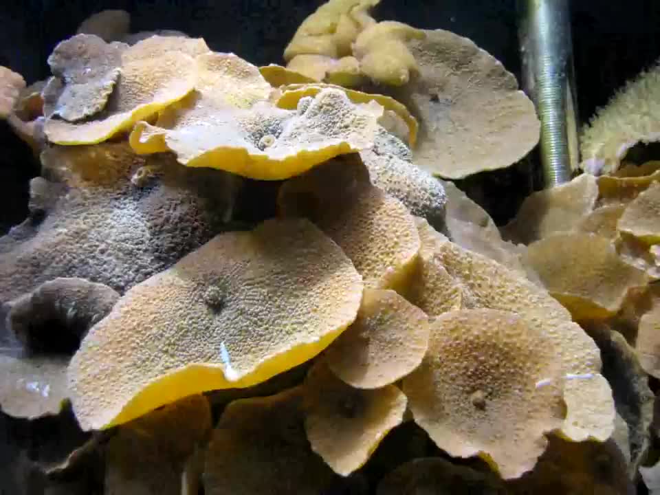 Close-Up Shots Time Lapse Video of Mushroom Corals