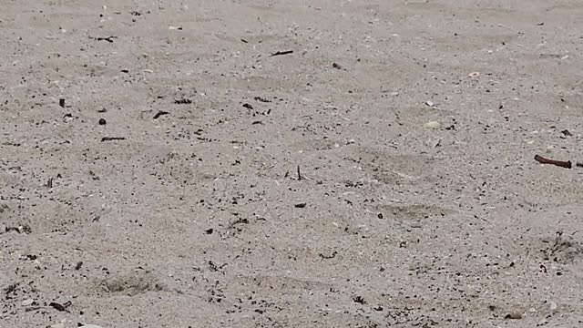 Sitting Quietly on the beach.