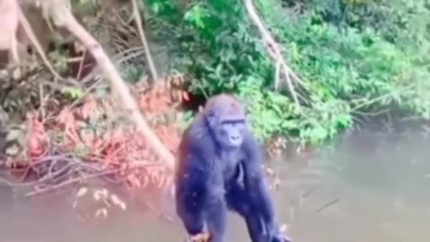 Dont Fight With Animal