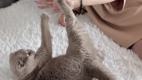 FUNNY CAT VIDEO!😀