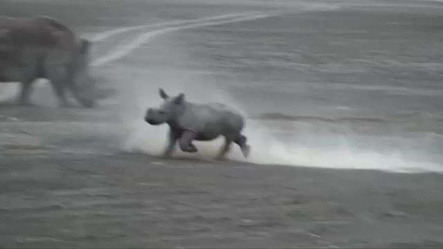 Baby rhino dancing with her father