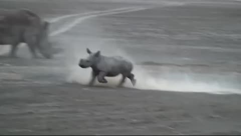 Baby rhino dancing with her father