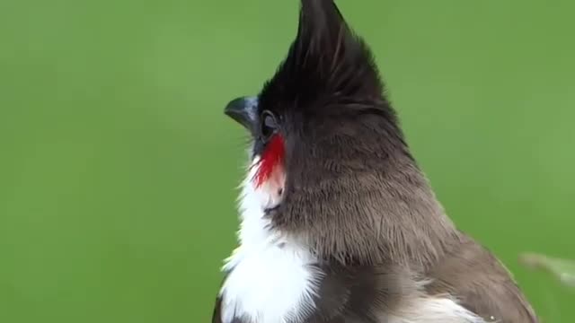 Nature Birds Relaxing Sounds