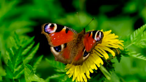 Beautiful animals and flowers