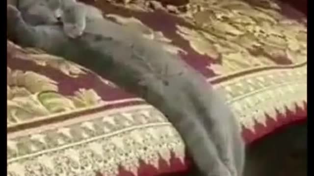 Super funny cats :)))) part 4 #shorts