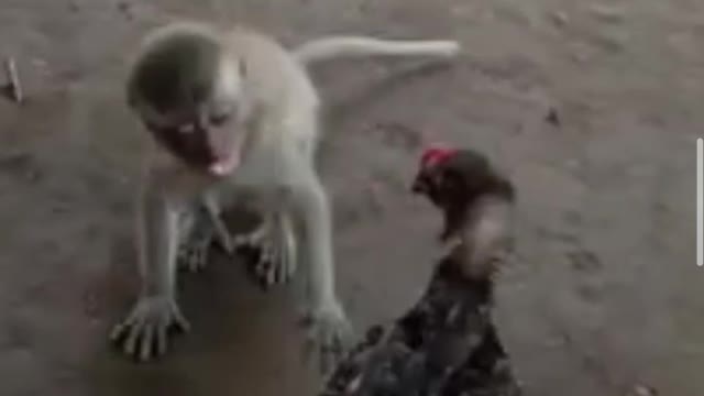 monkeys play with chickens