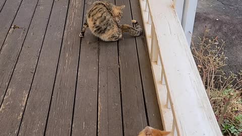 3 kittens on a leisurely afternoon.