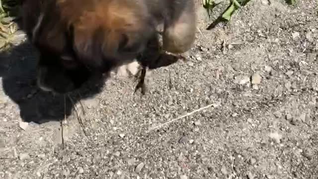 puppy attacks