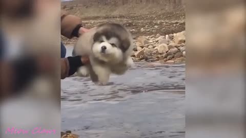 Baby Alaskan Malamute Cutest And Funniest Moments New complilation😻 . Try to not laugh
