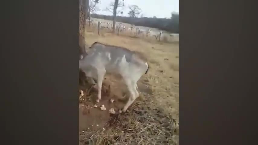 ANIMAL THAT ASK PEOPLE FOR HELP AND KINDNESS.