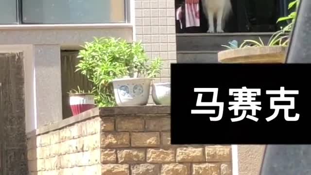 Bulldog pup falls asleep looking out the window