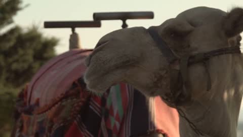 Closeup of a Camel in Israel