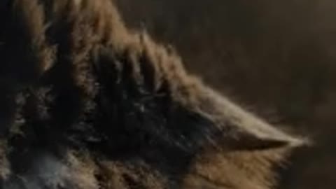 Big cat