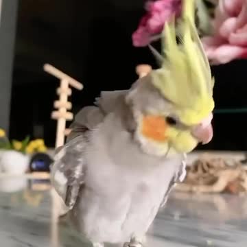 Cool new movements of the cocktail bird, amazing