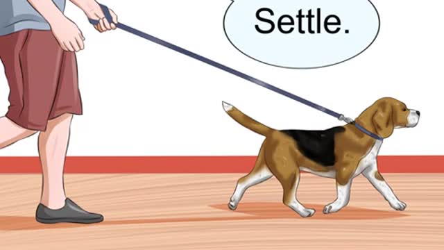 Train your dog to be calm and communicate properly with your dog.