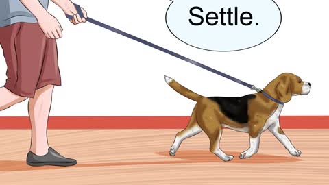 Train your dog to be calm and communicate properly with your dog.