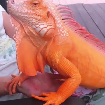 wonderful brazilian iguana