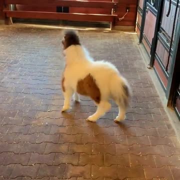 You must see this miniature cute pony