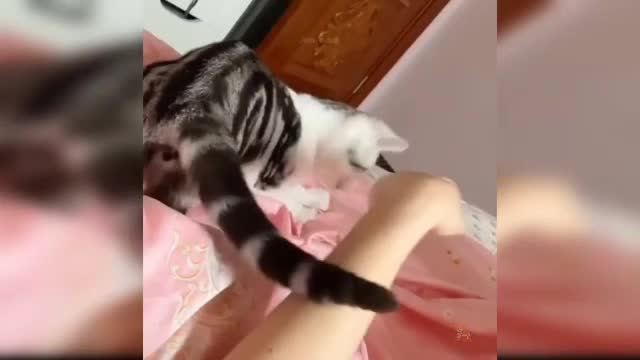 Cats baby - cute and funny animals video