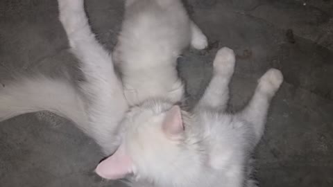 cute kitten demanding milk from mother cat#QuiteCatVideo