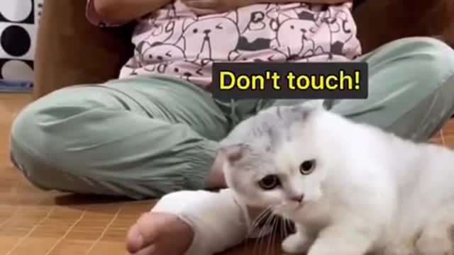This cat will protect you from anything