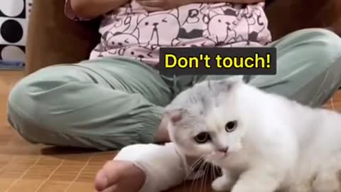 This cat will protect you from anything