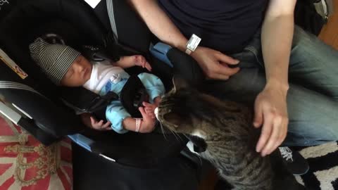 Cats Meeting Babies for the FIRST Time Compilation # 1