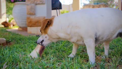 Beautiful white and brown dog playing