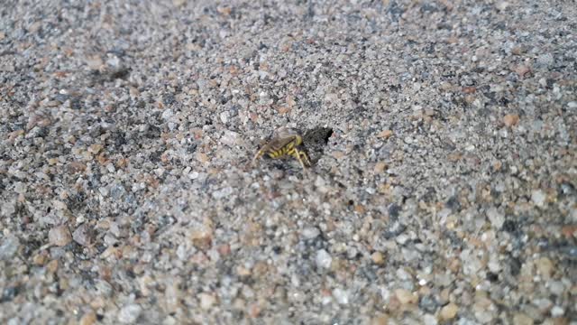 Flies Building His House