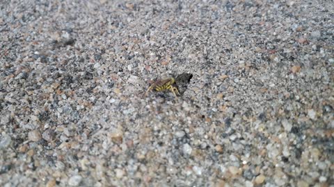 Flies Building His House