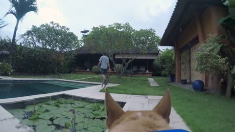 POV of a dog following it's owner back to it's home at it's luxurious villa with a pool in Bali