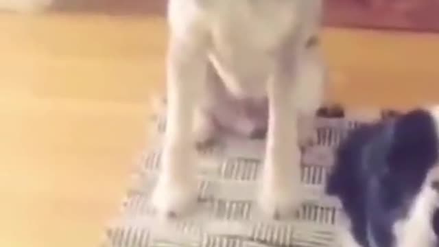 Look Out | Smart Dogs