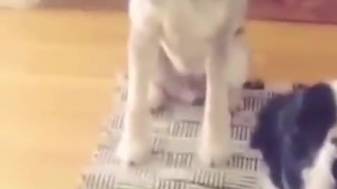 Look Out | Smart Dogs