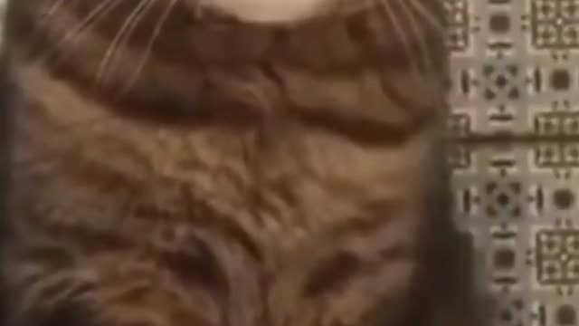 Cat plays and says Do NOT touch MEE hahaha