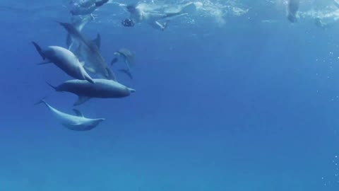 Humans dance with dolphins!