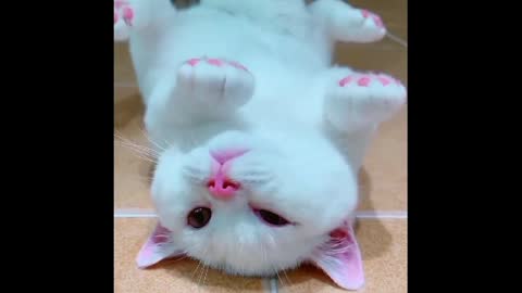 Funny video of cat