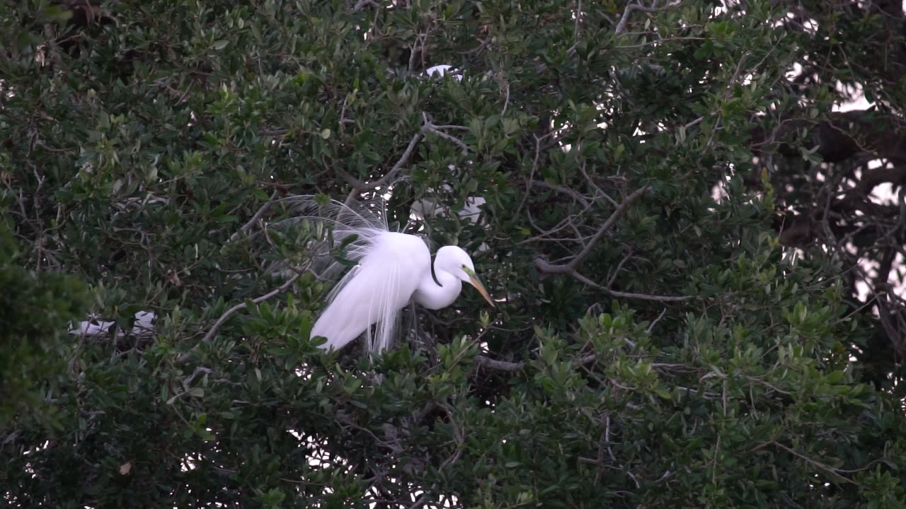 Great Egret in Breeding Plumage