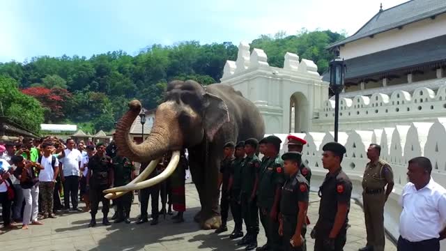 NEDUNGAMUWE RAJA(KING OF ELEPHANT) COMING TO SRILANKA KANDY PERAHERA