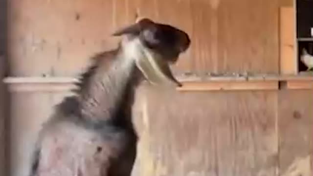 It,s impossible to not laugh at this funny animal & human video