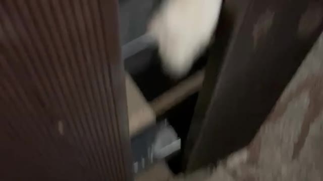 Korean cute street dog
