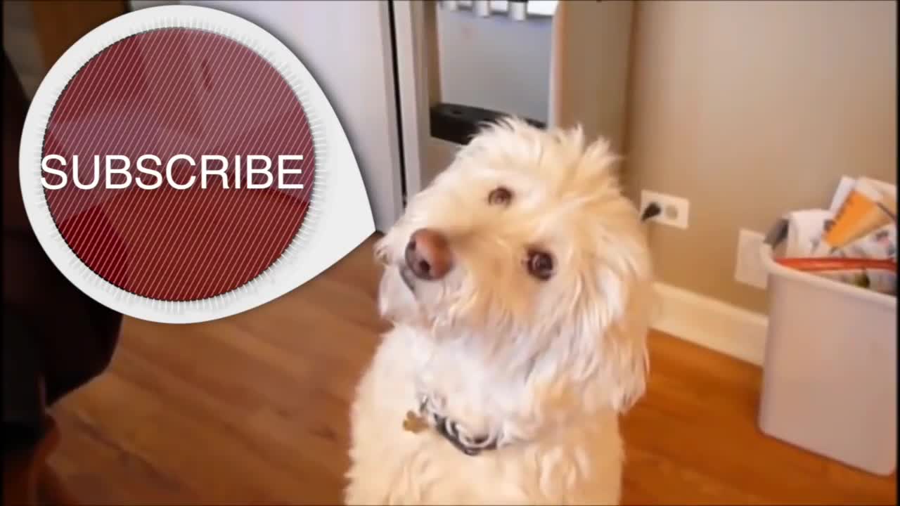 Very incredible funny dogs