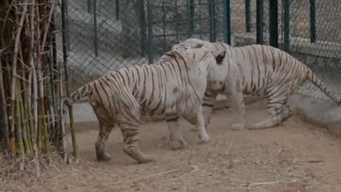 Lion fighting in zoo || very dangerious fight between two lion