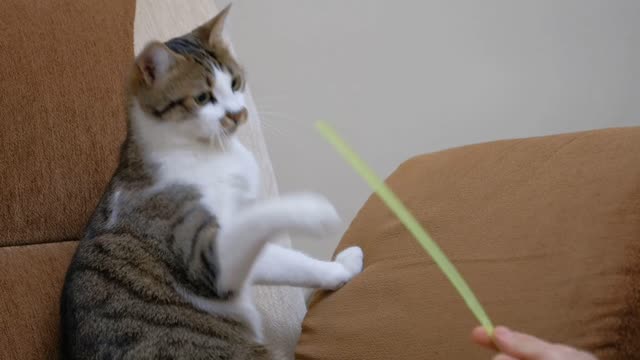 Pet Owner Playing With a Cute Cat - Funny and Cute Cat Life