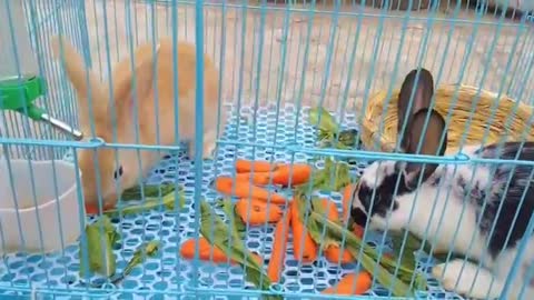 Eating carrots while feeding pet rabbits