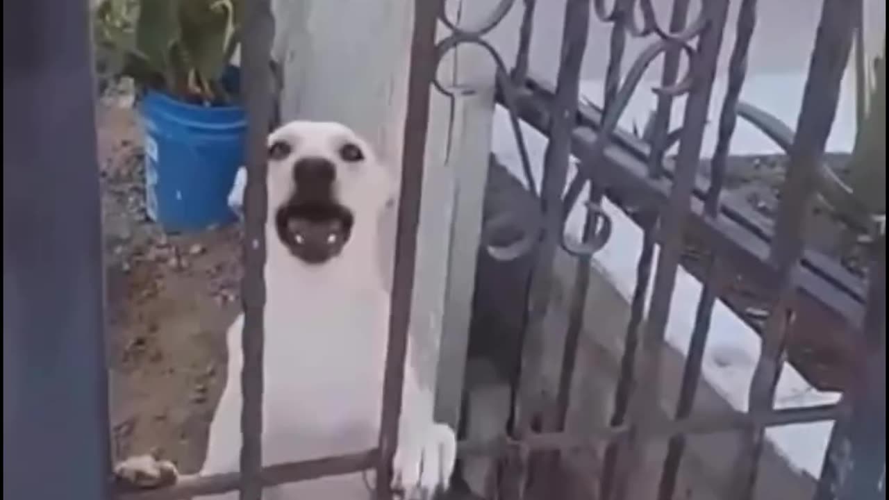 Funny dogs 😂🤣😂