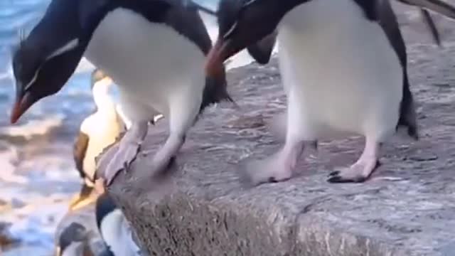 cute baby penguin