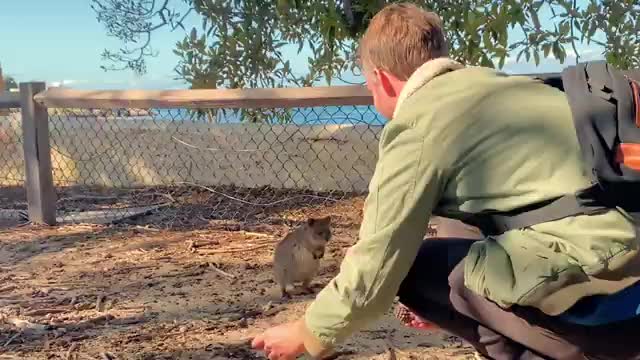 Quokkas react to Juggling