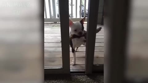 Funny dog ​​because he can't enter
