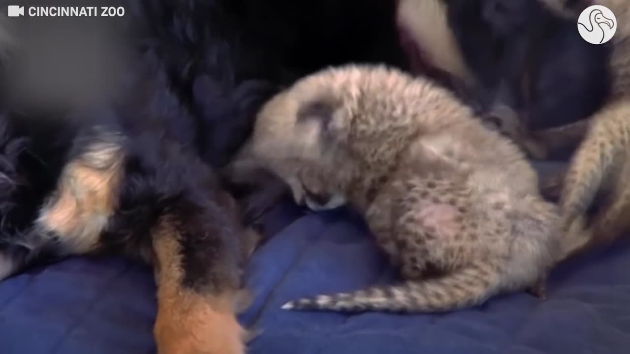 Dog Is The Perfect Mom To Orphaned Cheetah Cubs