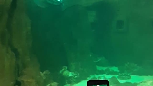 The mermaid attracts attention